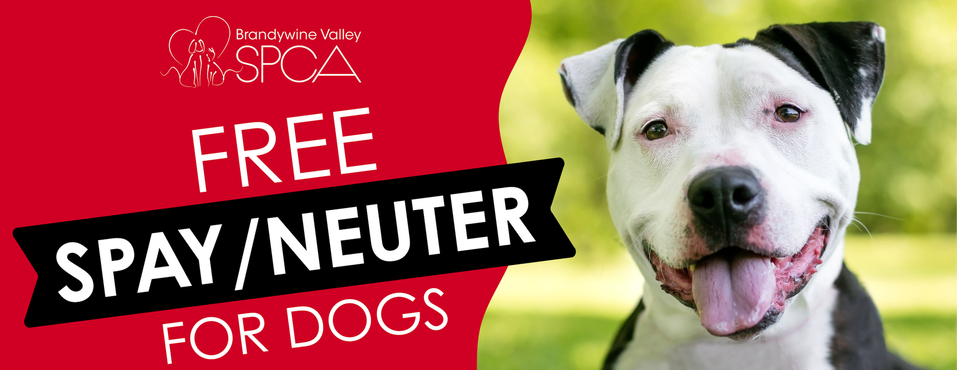 Free Spay/Neuter Service for Dogs